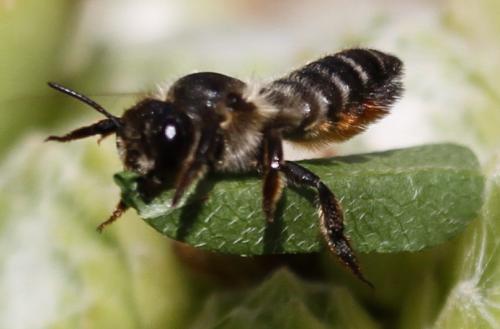 Megachile sp.